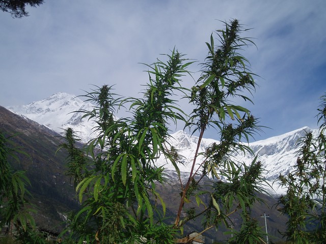 Photo du Dhaulagiri et du Tukuche Peak derrière un plan de cannabis