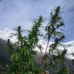 Nepal trekking pictures dhaulagiri tukuche peak cannabis nepal 150x150