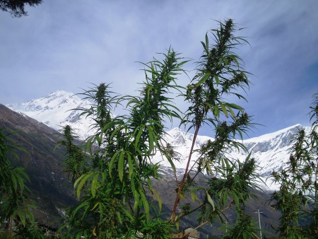 Tour des Annapurnas : Kalopani   Tatopani dhaulagiri tukuche peak cannabis nepal 450x338