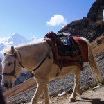 Photos de trek au Népal anes thorung phedi high camp nepal2 150x150