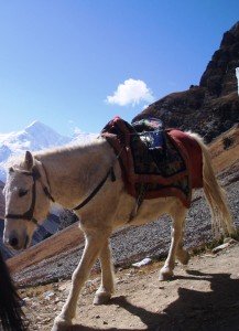 Tour des Annapurnas : Laddar   Thorung Phedi   High Camp anes thorung phedi high camp nepal2 217x300